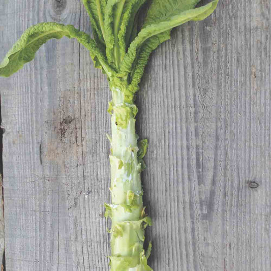 LAITUE TIGE CELTUCE (ASPERGE) AB 
