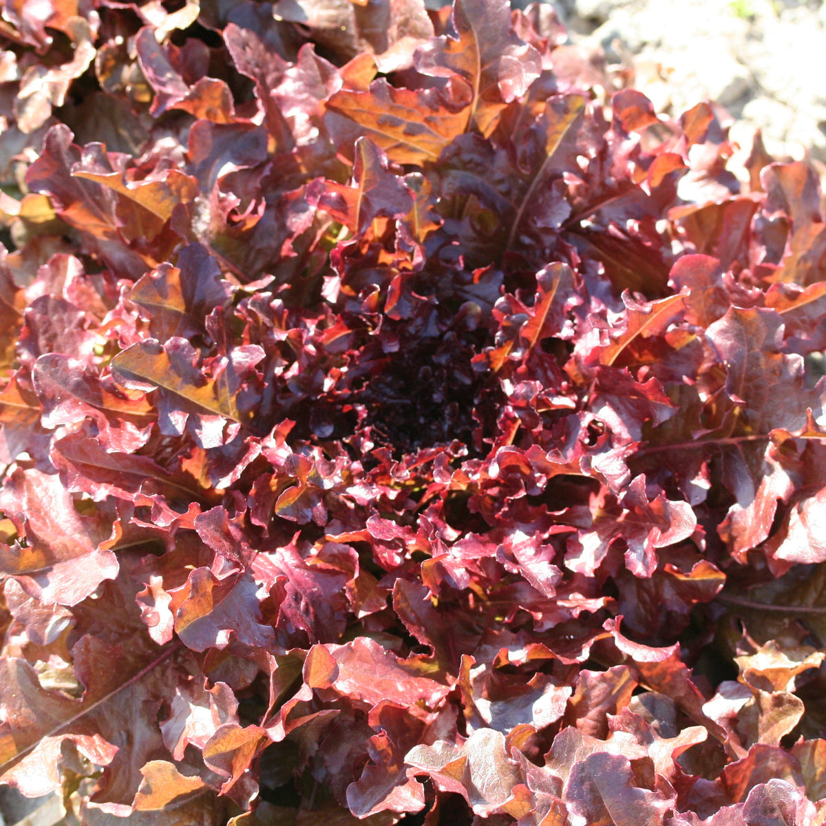 LAITUE A COUPER RED SALAD BOWL AB 