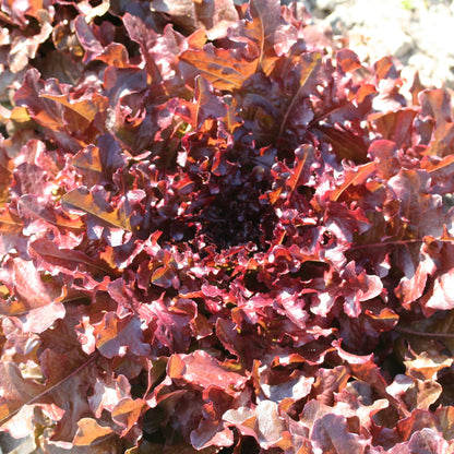 LAITUE A COUPER RED SALAD BOWL AB 