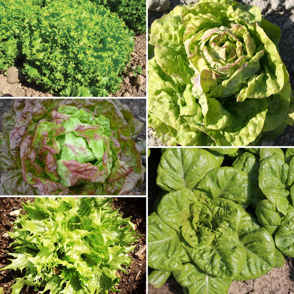 LAITUES EN MELANGE - 5 VARIETES AB 