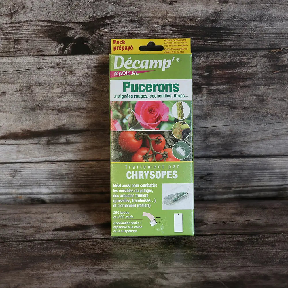 LARVES DE CHRYSOPES CONTRE LES PUCERONS 