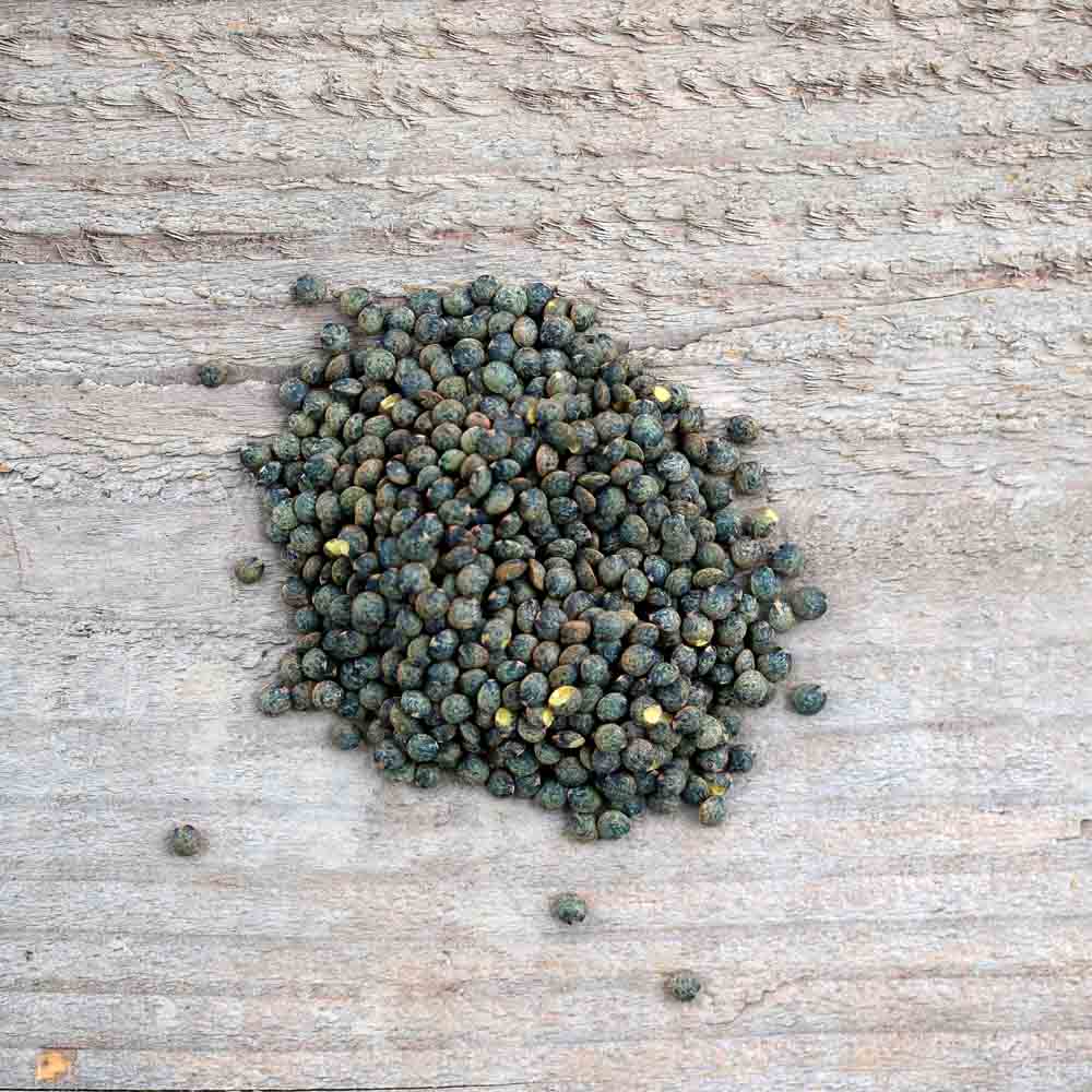 LENTILLE ANICIA AB 