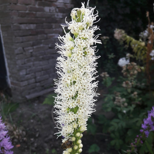LIATRIS SPICATA FLORISTAN AB 