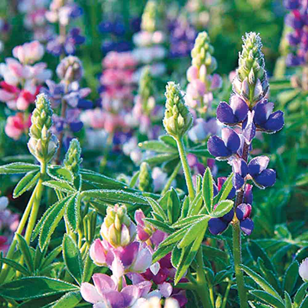 LUPIN NAIN VARIE AB 