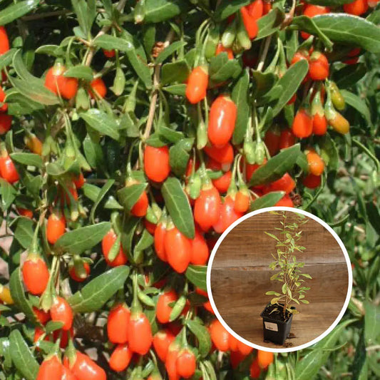 LYCIET DE CHINE À BAIES DE GOJI AB - PLANT 