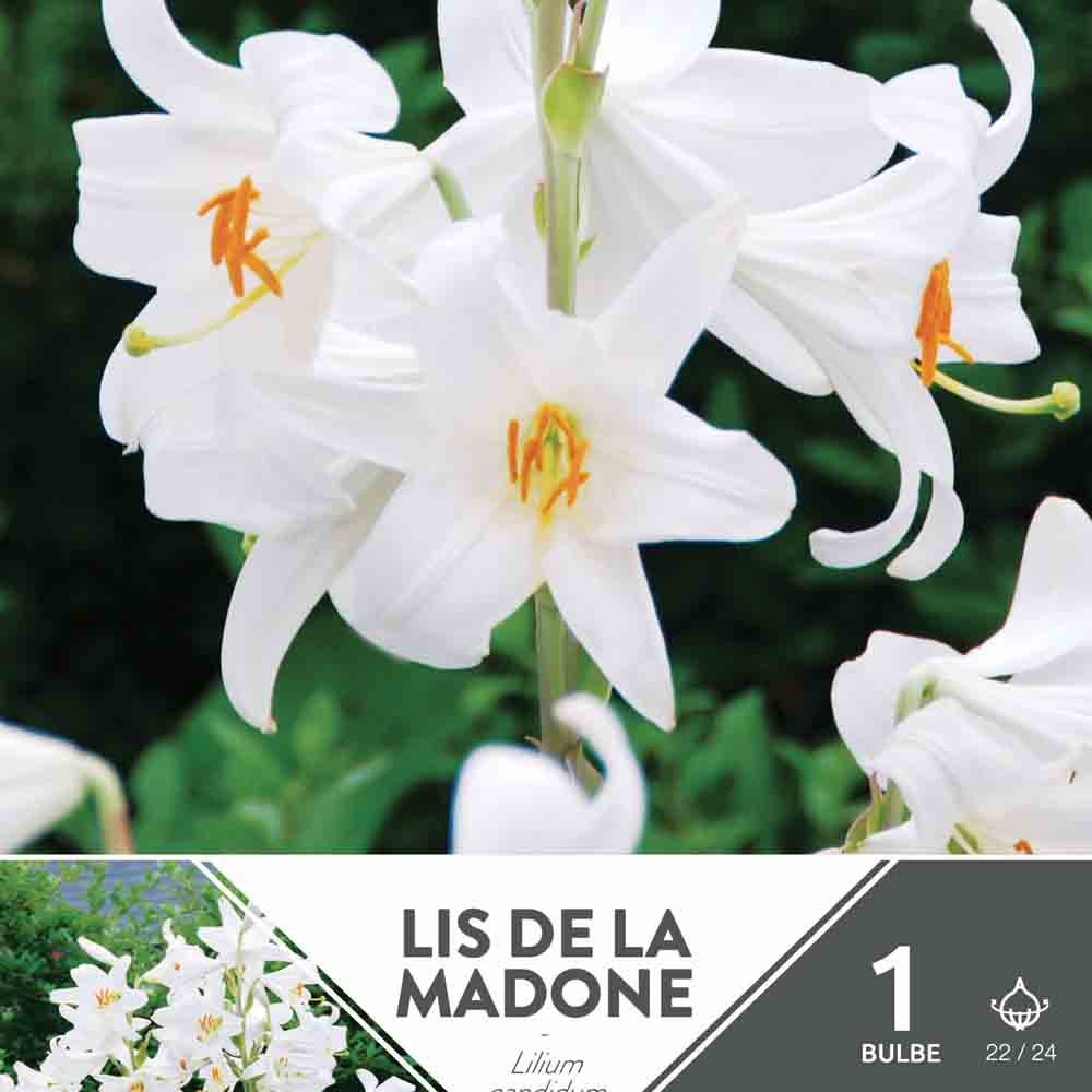 MADONNA-LILIE (LILIE CANDIDUM)