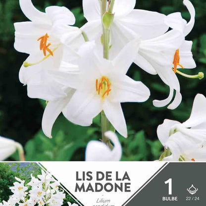 MADONNA-LILIE (LILIE CANDIDUM)