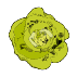 Kopfsalat