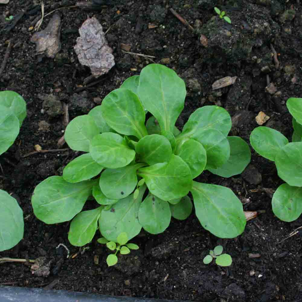 MACHE VERTE A CŒUR PLEIN 2 AB 