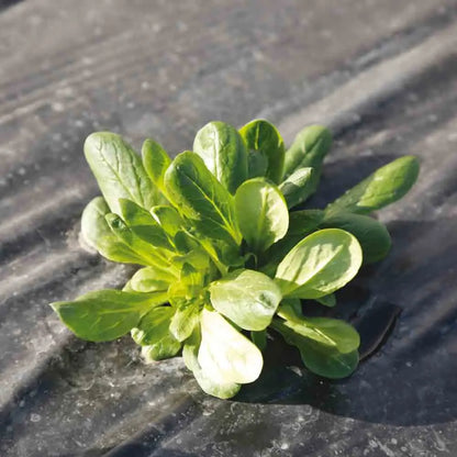 MACHE VERTE D´ETAMPES AB 