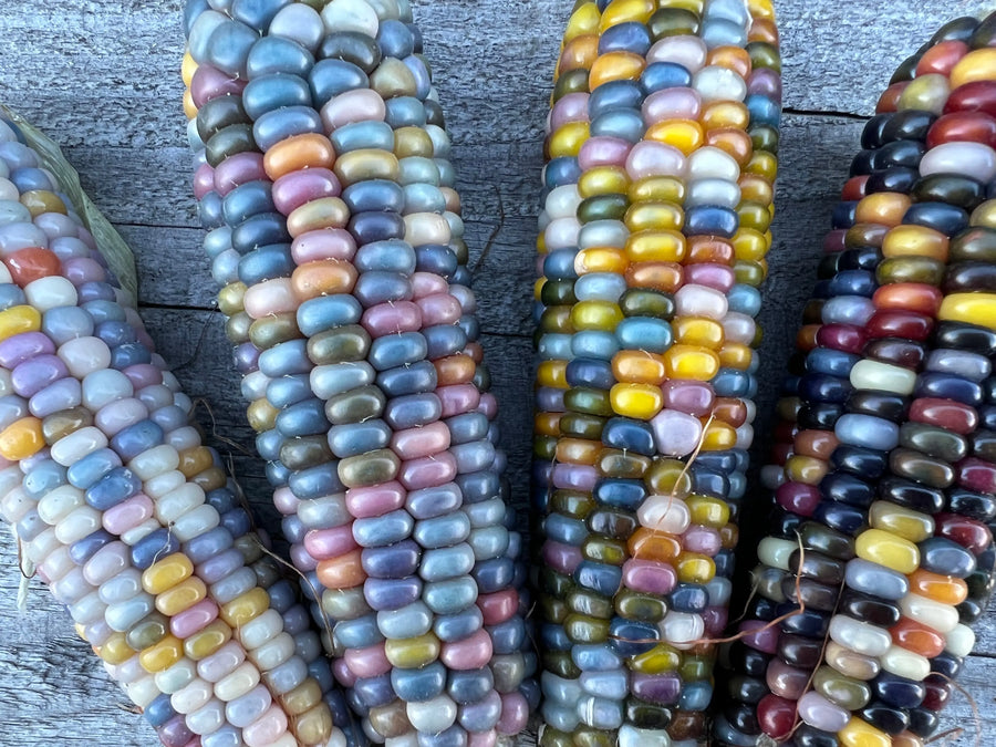 Popcornmais Glass Gem