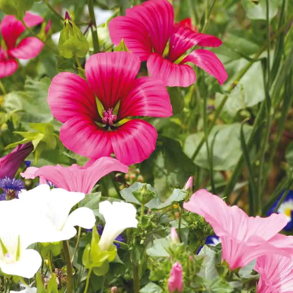 MALOPE A GRANDES FLEURS VARIEES AB 