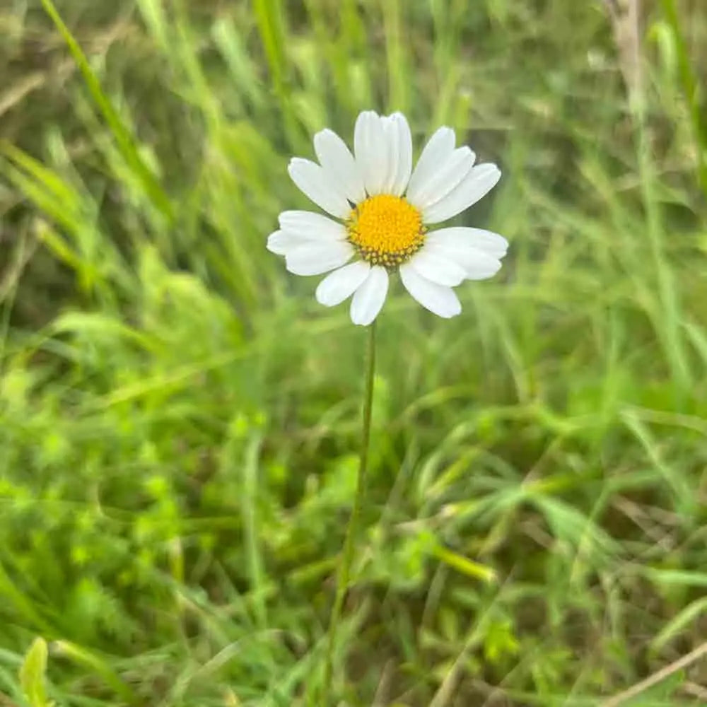 MARGUERITE COMMUNE REINE DE MAI OU MAIKONIGIN AB 