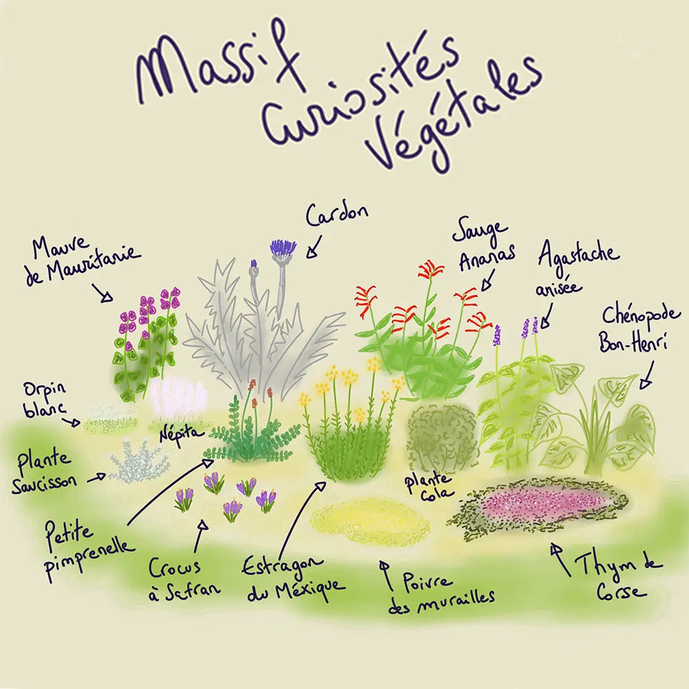 MASSIF CLÉ EN MAIN 12 M² - CURIOSITÉS VÉGÉTALES 