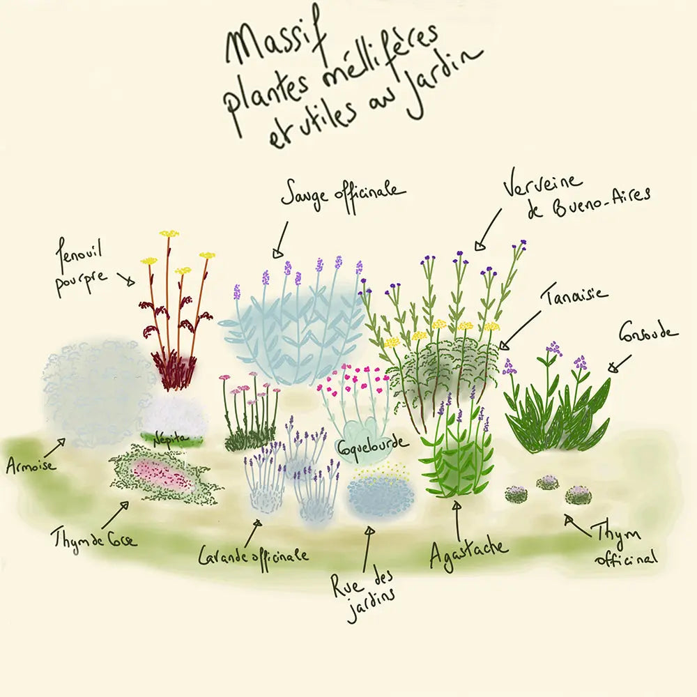 MASSIF CLÉ EN MAIN 12 M² - PLANTES MELLIFÈRES ET UTILES 