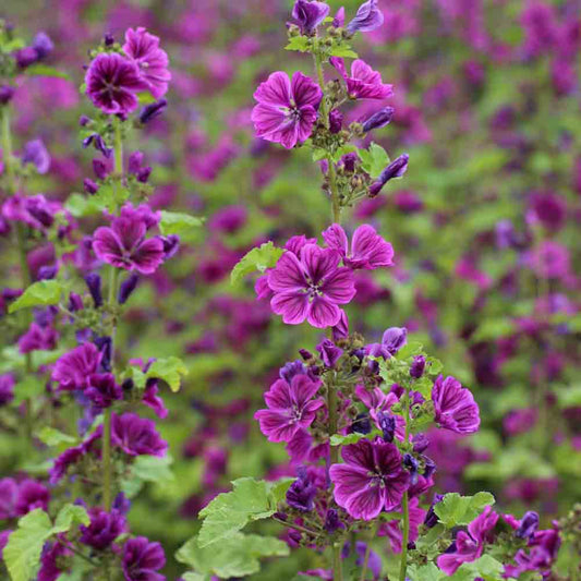 MAUVE DE MAURITANIE AB 