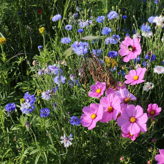MELANGE FLEURI - ANNUELLES POUR OISEAUX  AB 20 g 