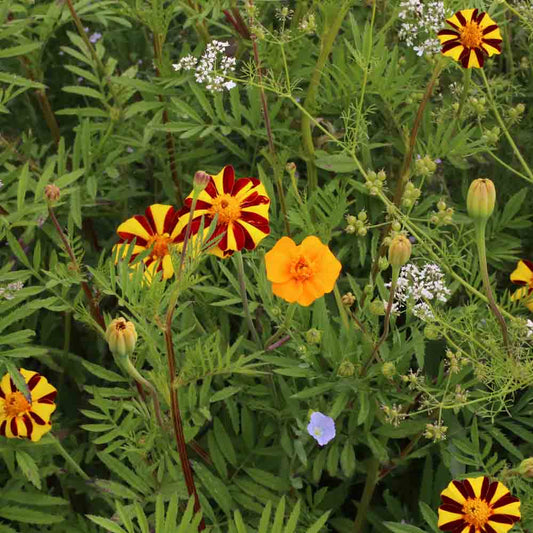 MELANGE FLEURI - ANTI-DORYPHORES NT 25 g 