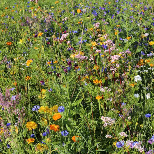 MELANGE FLEURI - AUXILIAIRES ET POLLINISATEURS AB 20 g 