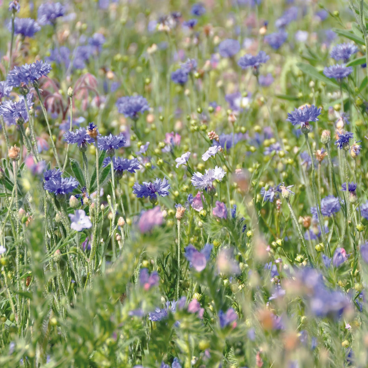MELANGE FLEURI - CAMAÏEU BLEU  NT 25 g 