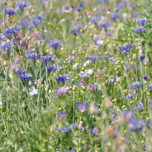 MELANGE FLEURI - CAMAÏEU BLEU  NT 25 g 
