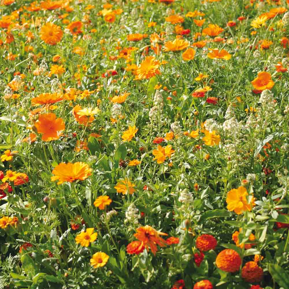 MELANGE FLEURI - CAMAÏEU ORANGE  NT 25 g 