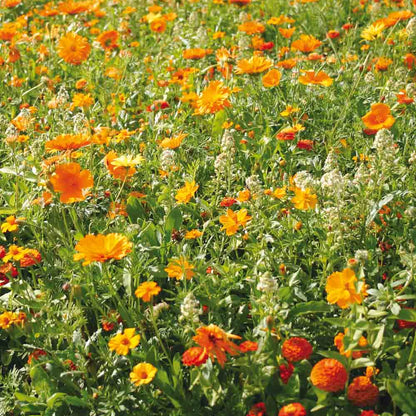 MELANGE FLEURI - CAMAÏEU ORANGE  NT 25 g 