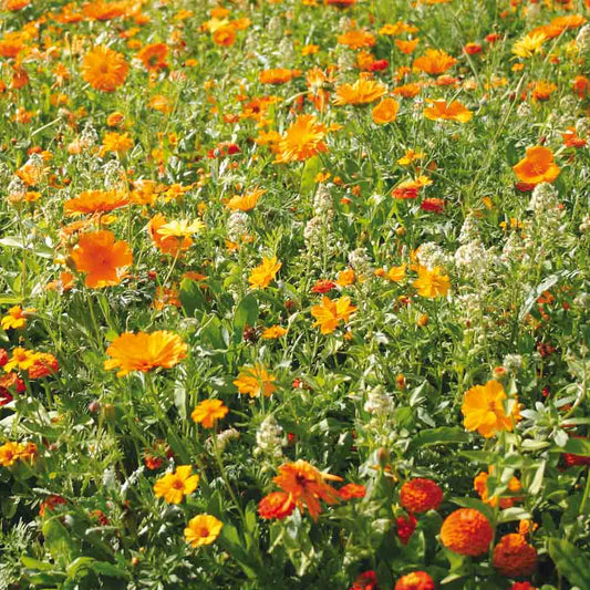 MELANGE FLEURI - CAMAÏEU ORANGE  NT 25 g 