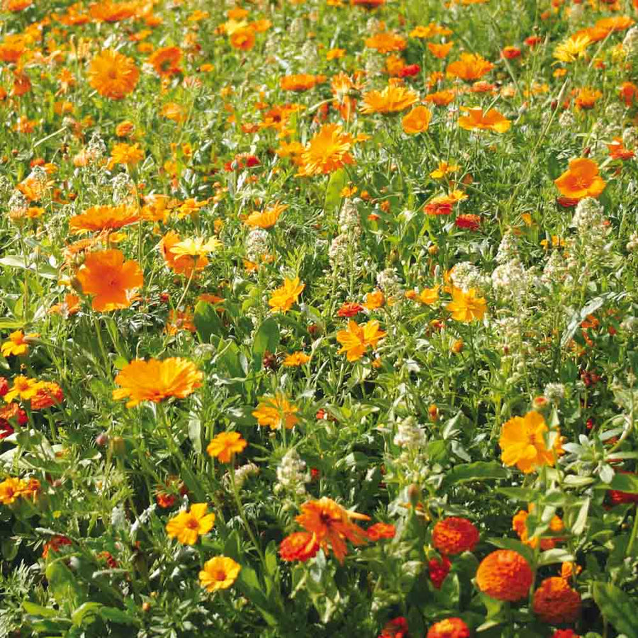 Orange Blüten