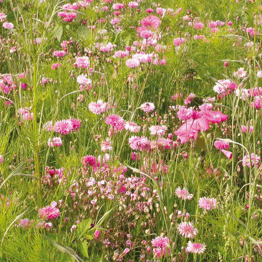MELANGE FLEURI - CAMAIEU ROSE  NT 25 g 