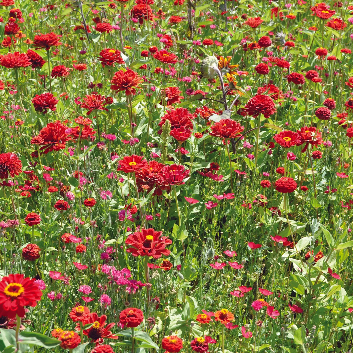 MELANGE FLEURI - CAMAÏEU ROUGE  NT 25 g 