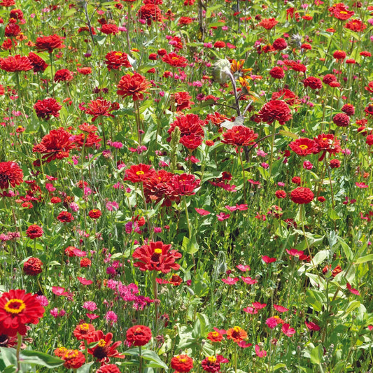 MELANGE FLEURI - CAMAÏEU ROUGE  NT 25 g 