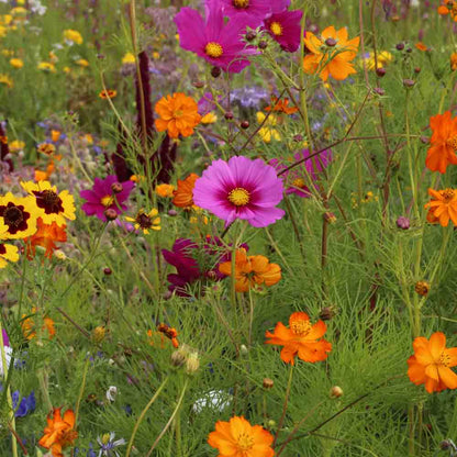 MELANGE FLEURI - COCCINELLES NT 