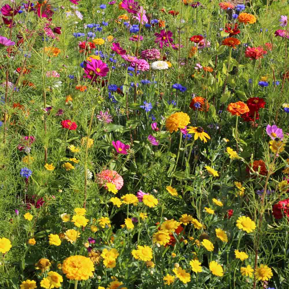 MELANGE FLEURI - CUEILLETTE ESTIVALE NT 25 g 
