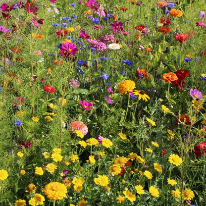 MELANGE FLEURI - CUEILLETTE ESTIVALE NT 25 g 