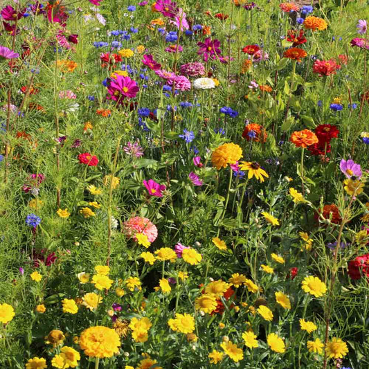 MELANGE FLEURI - CUEILLETTE ESTIVALE NT 25 g 