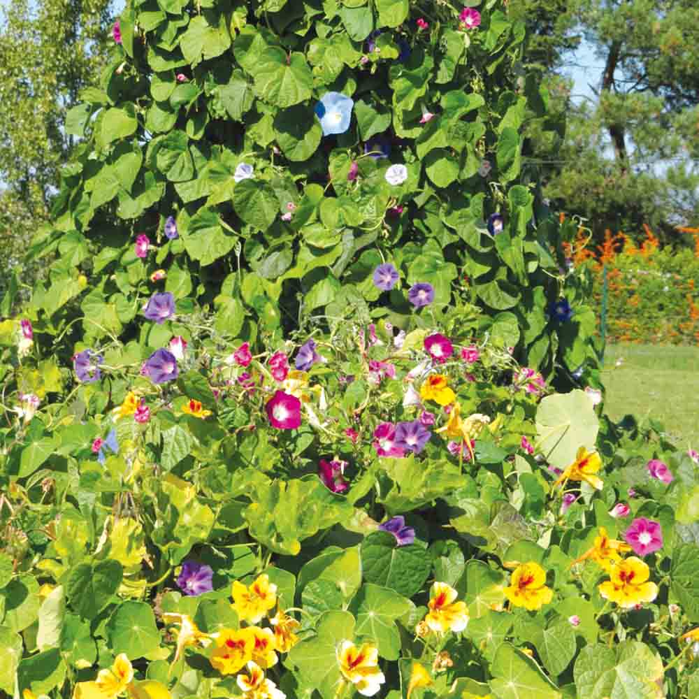 MELANGE FLEURI - FLEURS GRIMPANTES  NT 25 g 