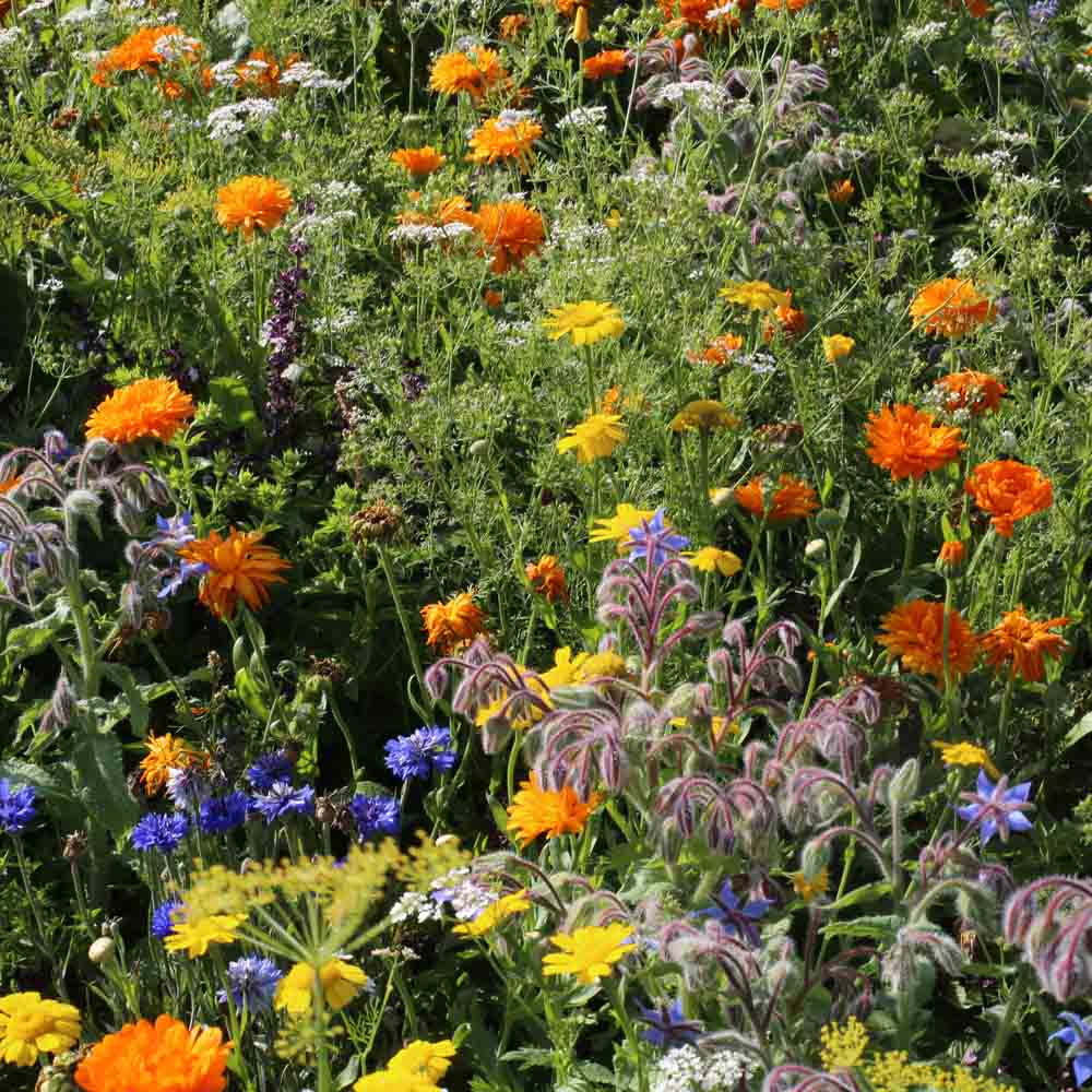 MELANGE FLEURI - FLEURS POUR CUISINER AB 20 g 