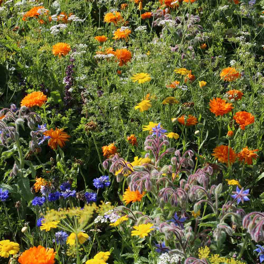 MELANGE FLEURI - FLEURS POUR CUISINER AB 20 g 