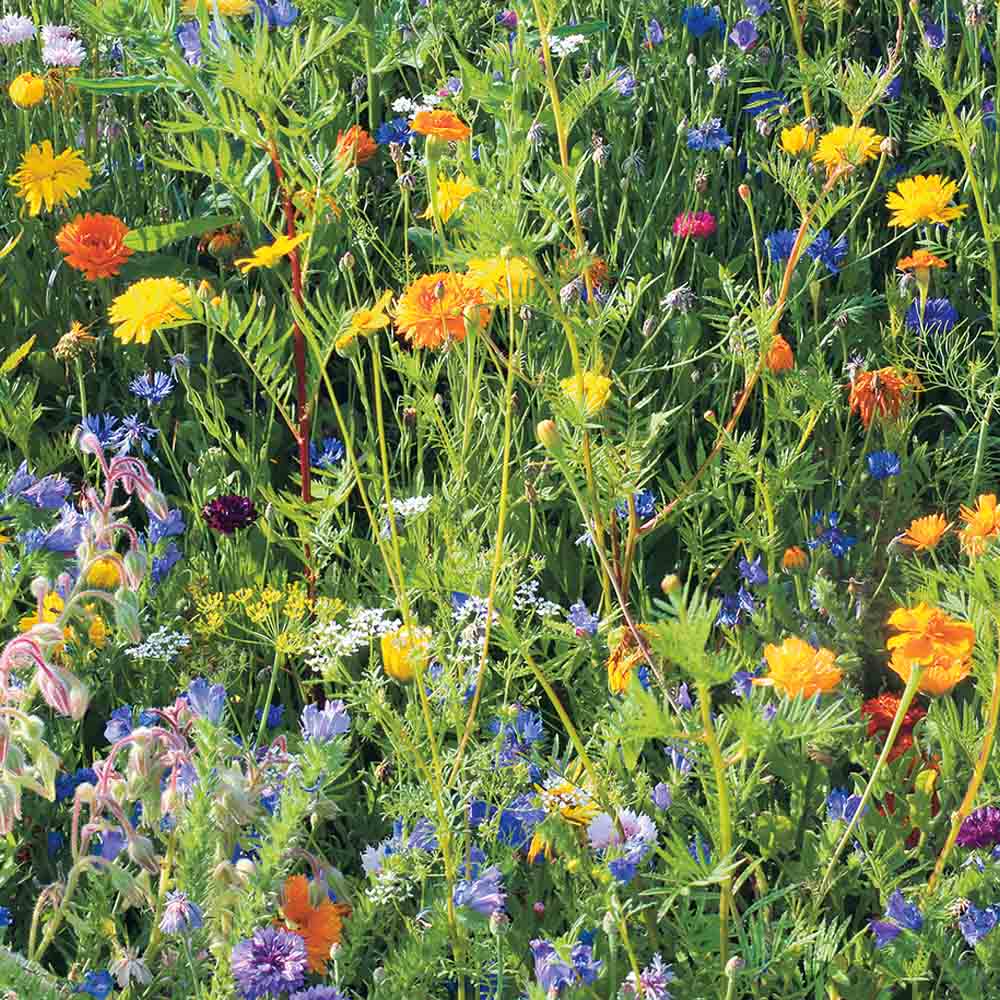 MELANGE FLEURI - FLEURS SAUVAGES AUXILIAIRES DE CULTURE  NT 25 g 