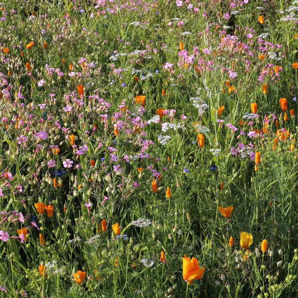 MELANGE FLEURI - FLEURS VIGNES ET VERGERS  NT 25 g 