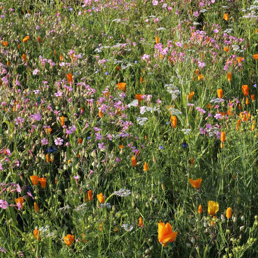 MELANGE FLEURI - FLEURS VIGNES ET VERGERS  NT 25 g 