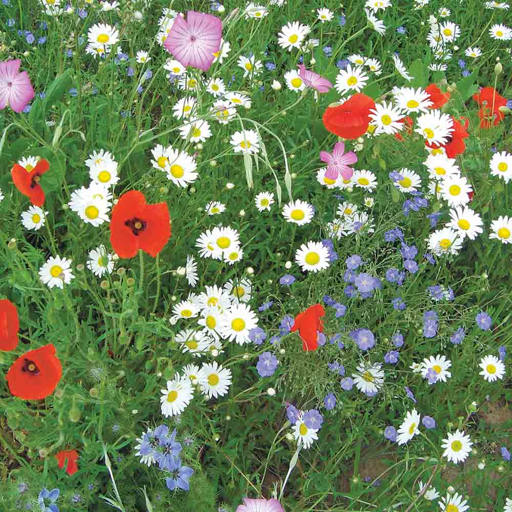 MELANGE FLEURI - FLORE FRANCAISE  NT 25 g 