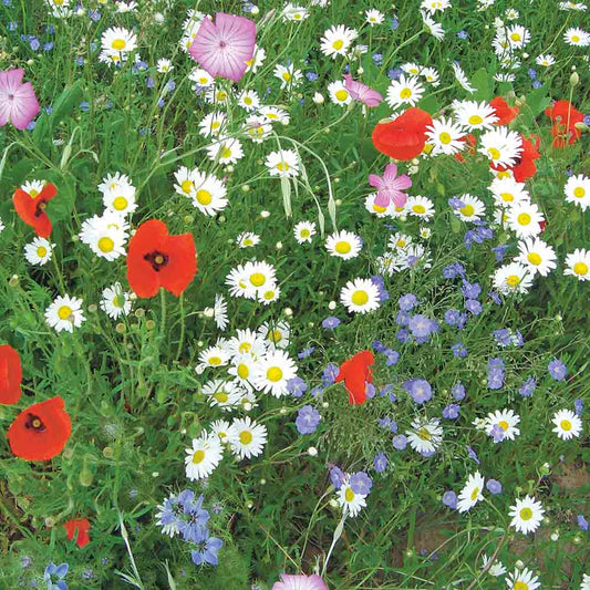 MELANGE FLEURI - FLORE FRANCAISE  NT 25 g 