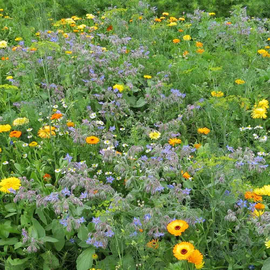 MELANGE FLEURI - JARDIN DE CURE  NT 25 g 