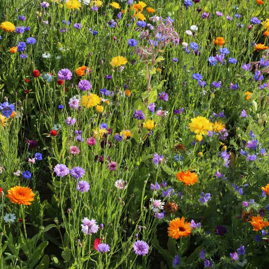 MELANGE FLEURI - JARDIN MEDIEVAL  NT 25 g 