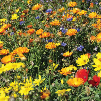 MELANGE FLEURI - MESSICOLES  NT 25 g 