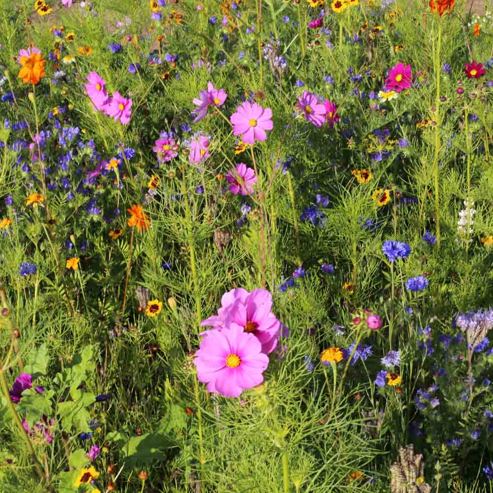 MELANGE FLEURI - MIEL ET PAPILLONS NT 