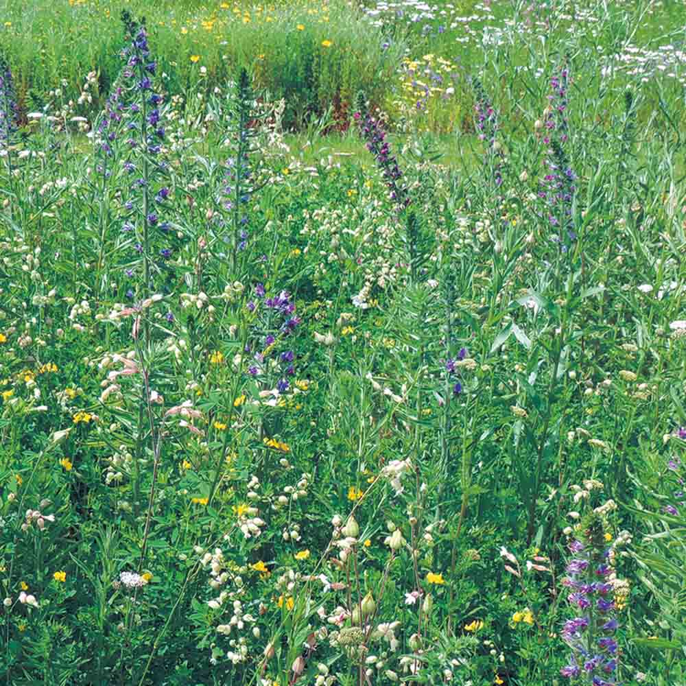 MELANGE FLEURI - NOURRIR LES PAPILLONS NT 20 G 