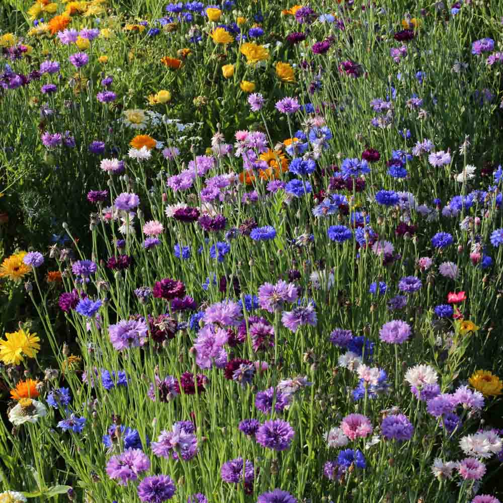 MELANGE FLEURI - PIED DE MURS  NT 25 g 